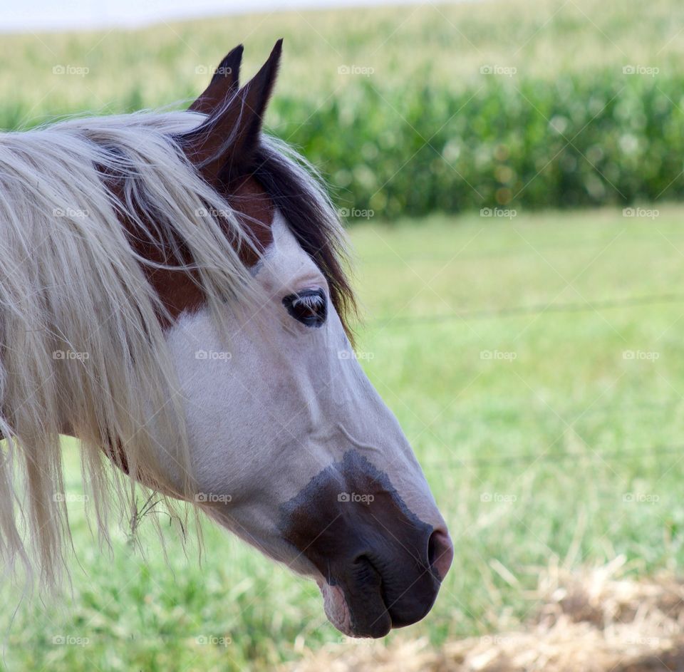 Summer Pets - a horse enjoying the breeze gazes into the distance in from of a blurred pasture and cornfield