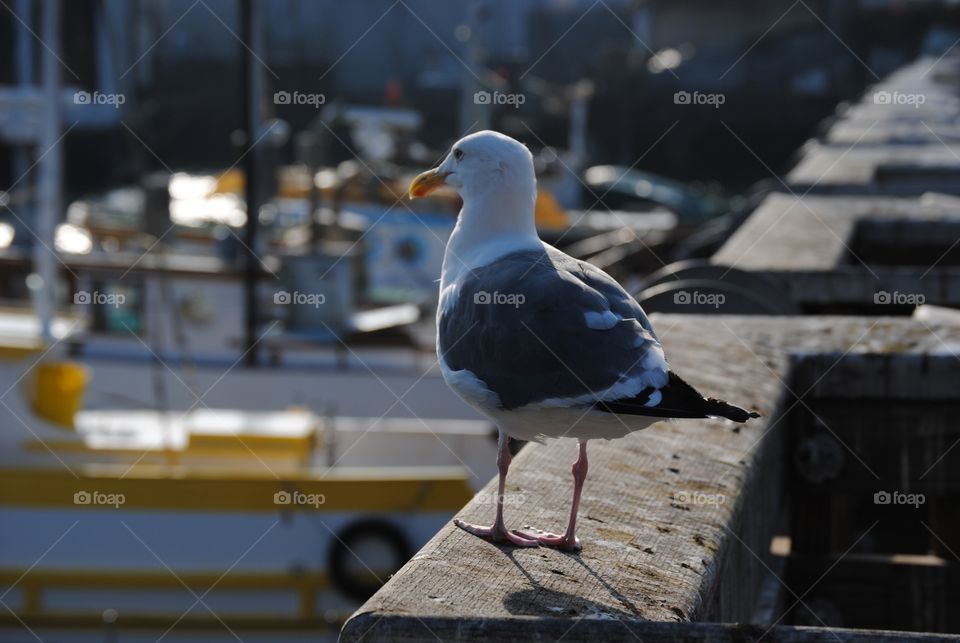 Seagull awaiting his scrappy lunch