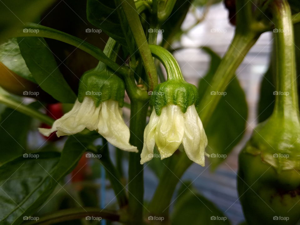 beautiful blooming pepper flowers