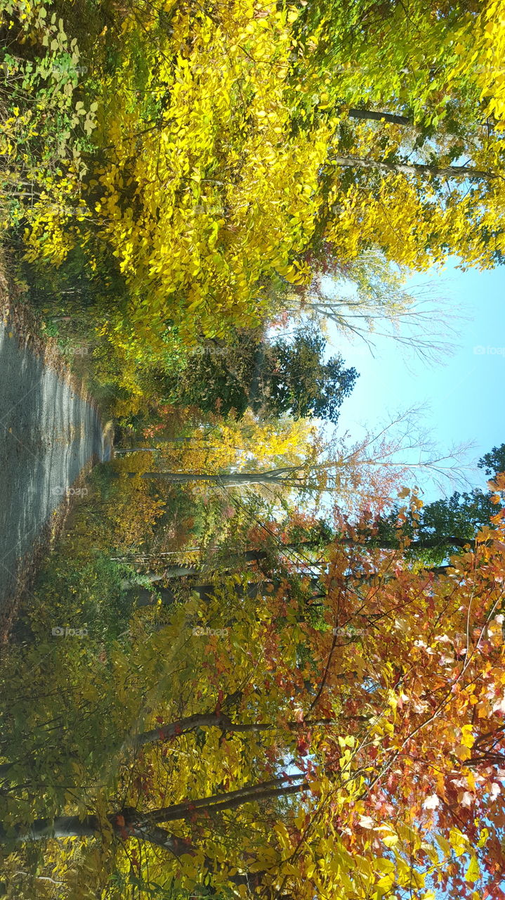 Fall, Leaf, Tree, Wood, Nature