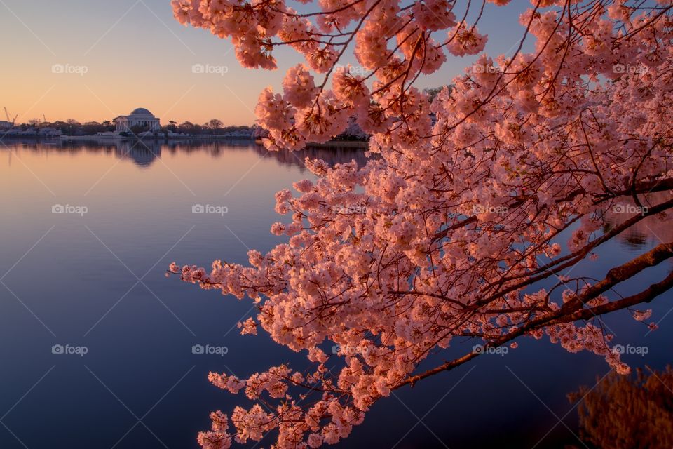 Cherry blossoms in Washington DC