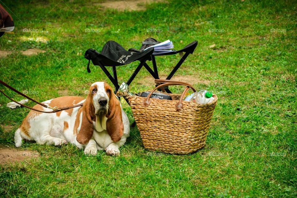 Picnic with my puppy