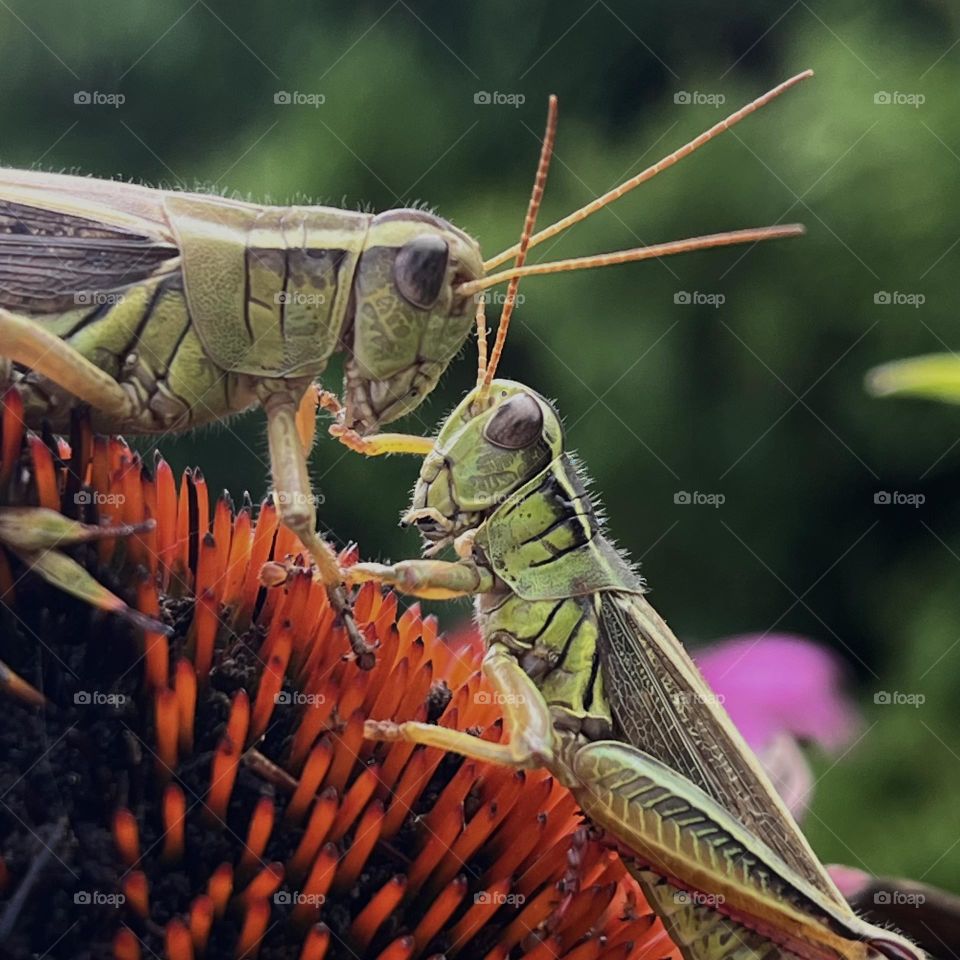 Summer, Love, Grasshopper… 🩷