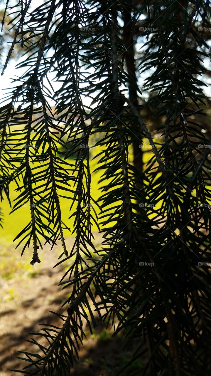 afternoon exploring a park