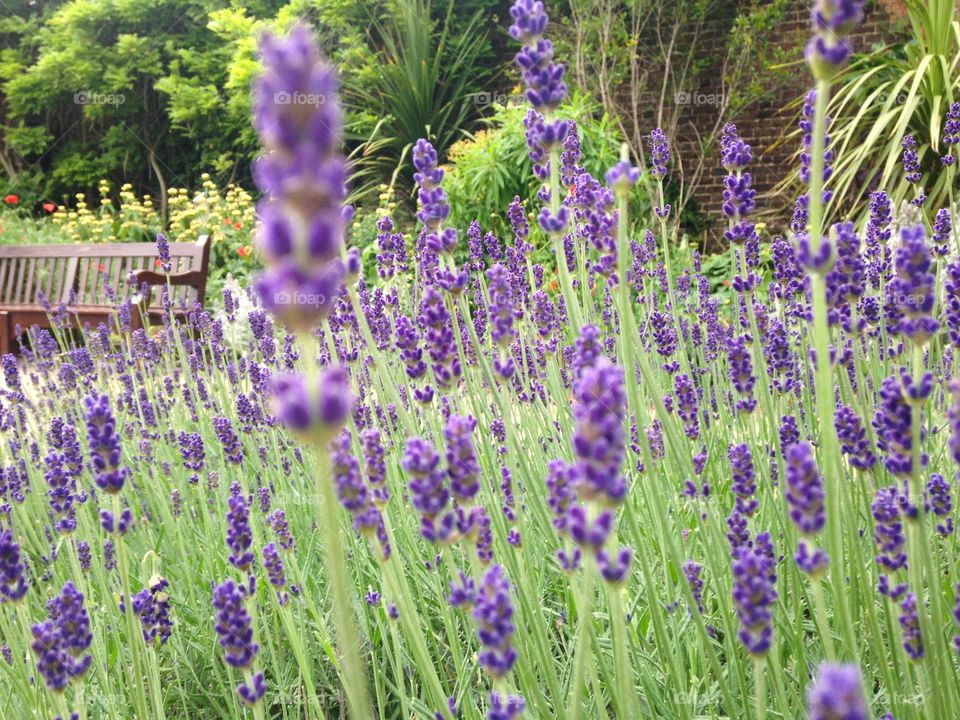 Lavender. Holland park, London