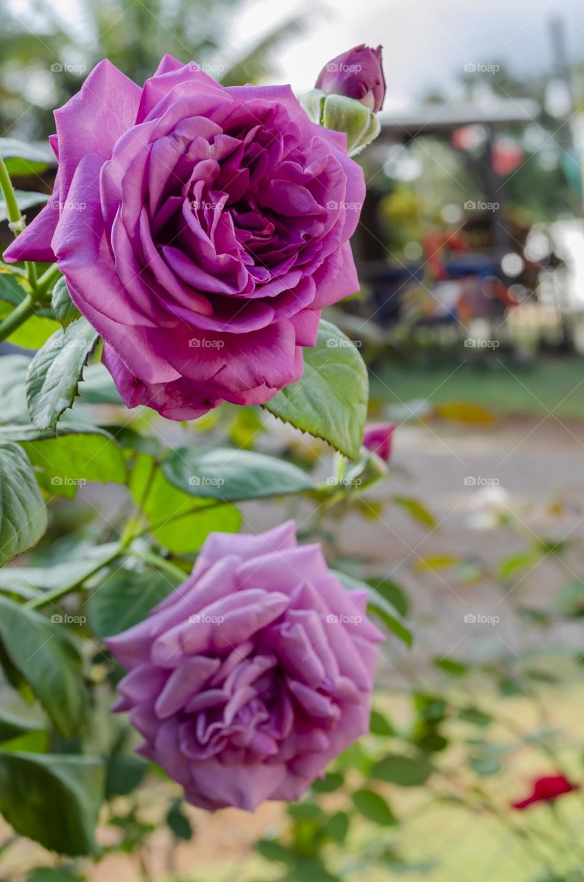 Mature Flowers Of The Rosa Lochinvar