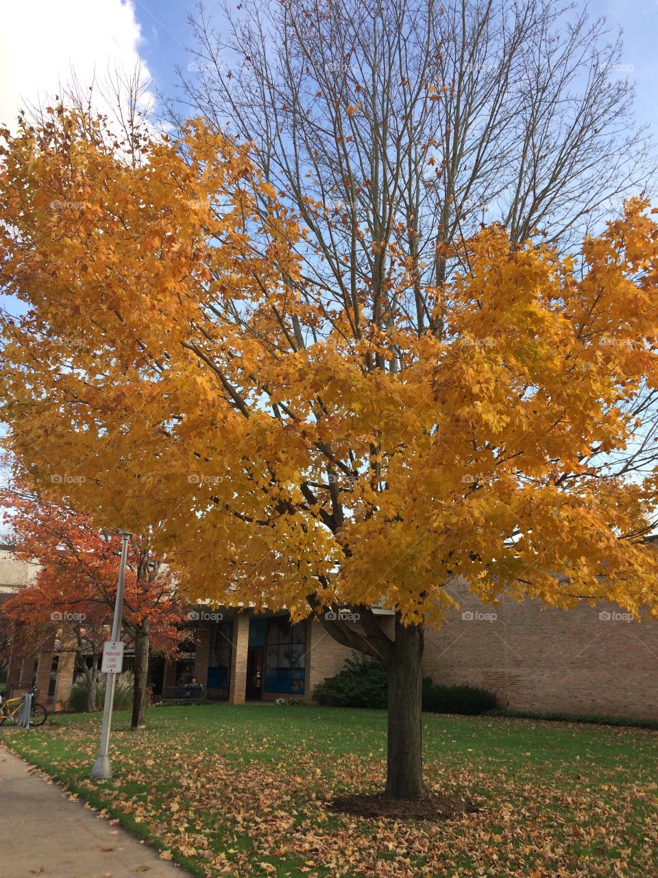 As leaves fall, a tree becomes bare, naked. But the ground is clothed in a blanket of bright colors after.
