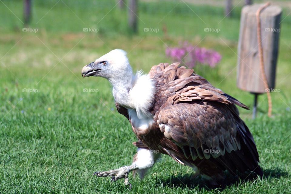 Vulture on grass