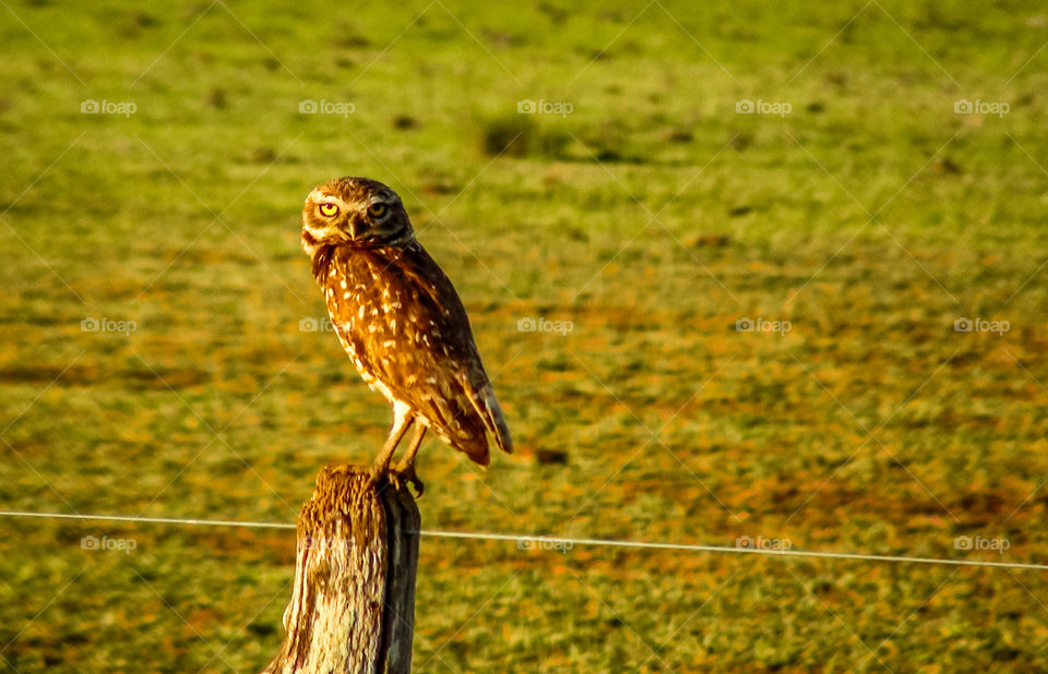 Coruja na cerca. Owl on fence.