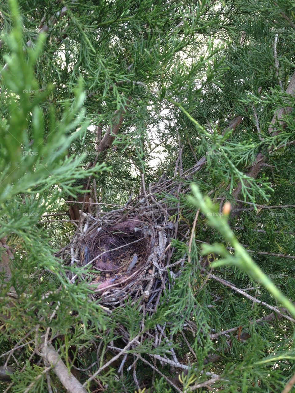 Empty nest
