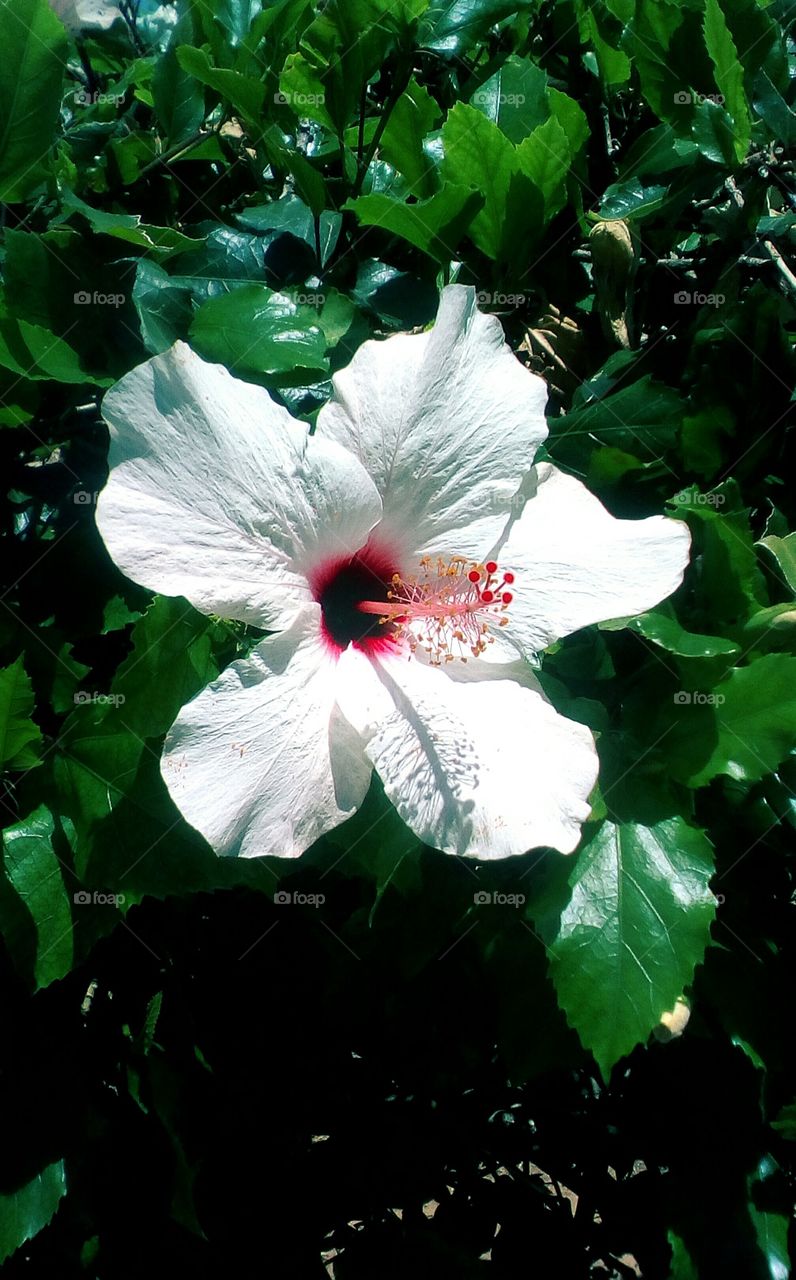 Beautiful white Hibiscus flower with red center,in hibiscus tree outdoors, in sunny day of tropical summer