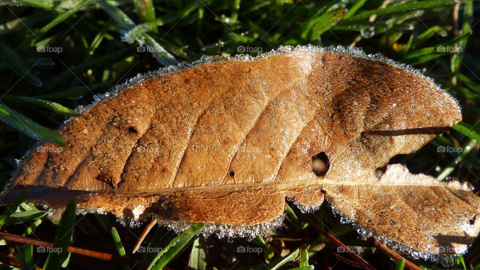 First rays of the sun on a brown leaf with frost