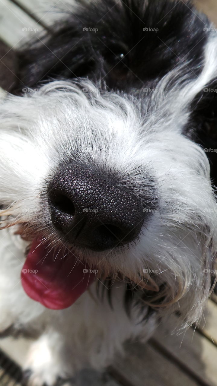 cockapoo poodle / Cockermouth spaniel closeup
