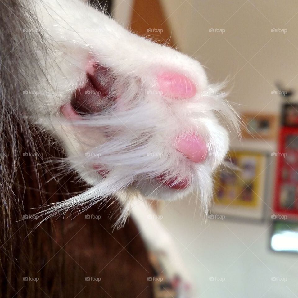 cat paw