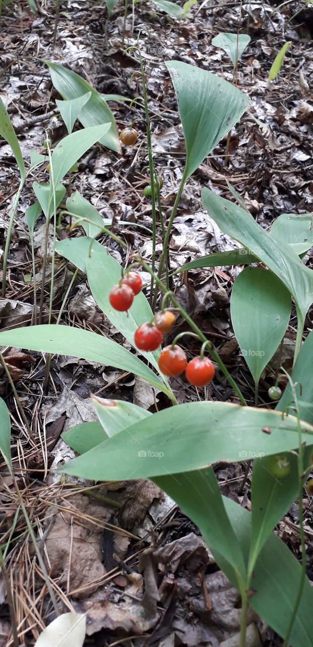 lily of the valley fruit