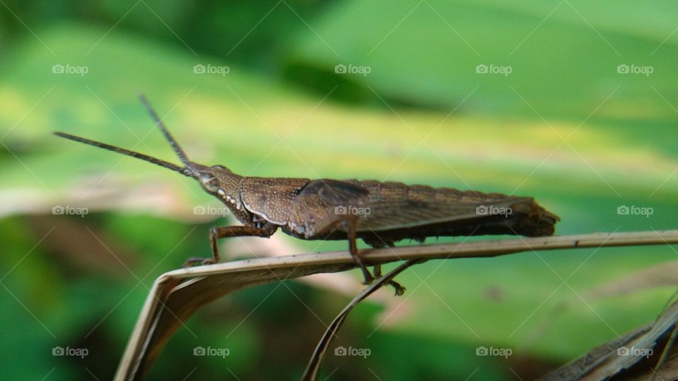 This little grasshopper lands on the tip of the leaf