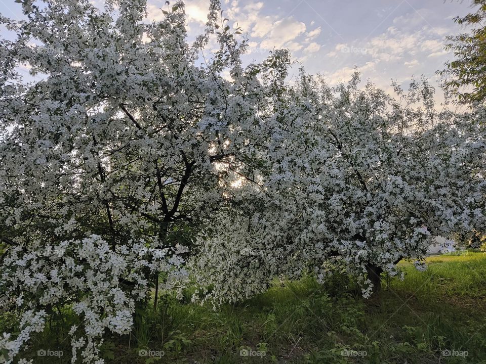 Apple trees in bloom on a summer evening