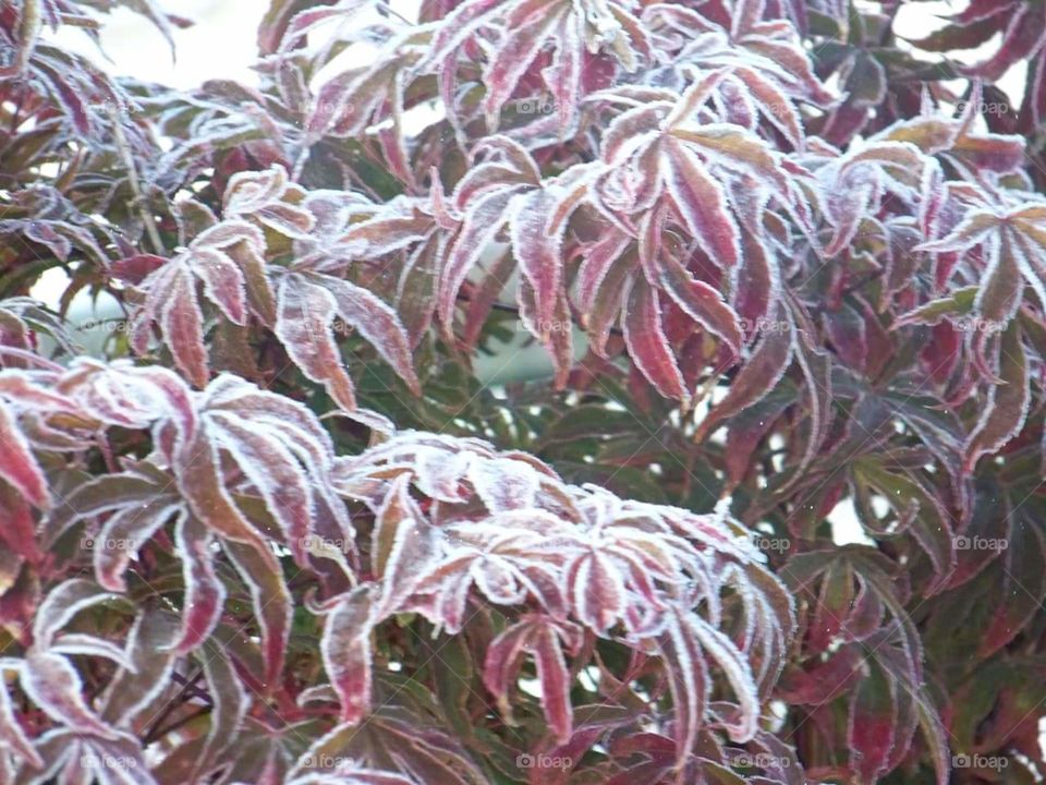 frosted japanese maple