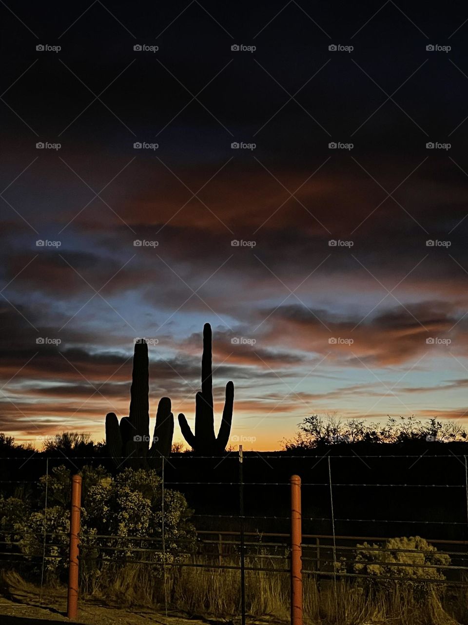 Cactus silhouettes over colorful morning sky in Tucson, Arizona
