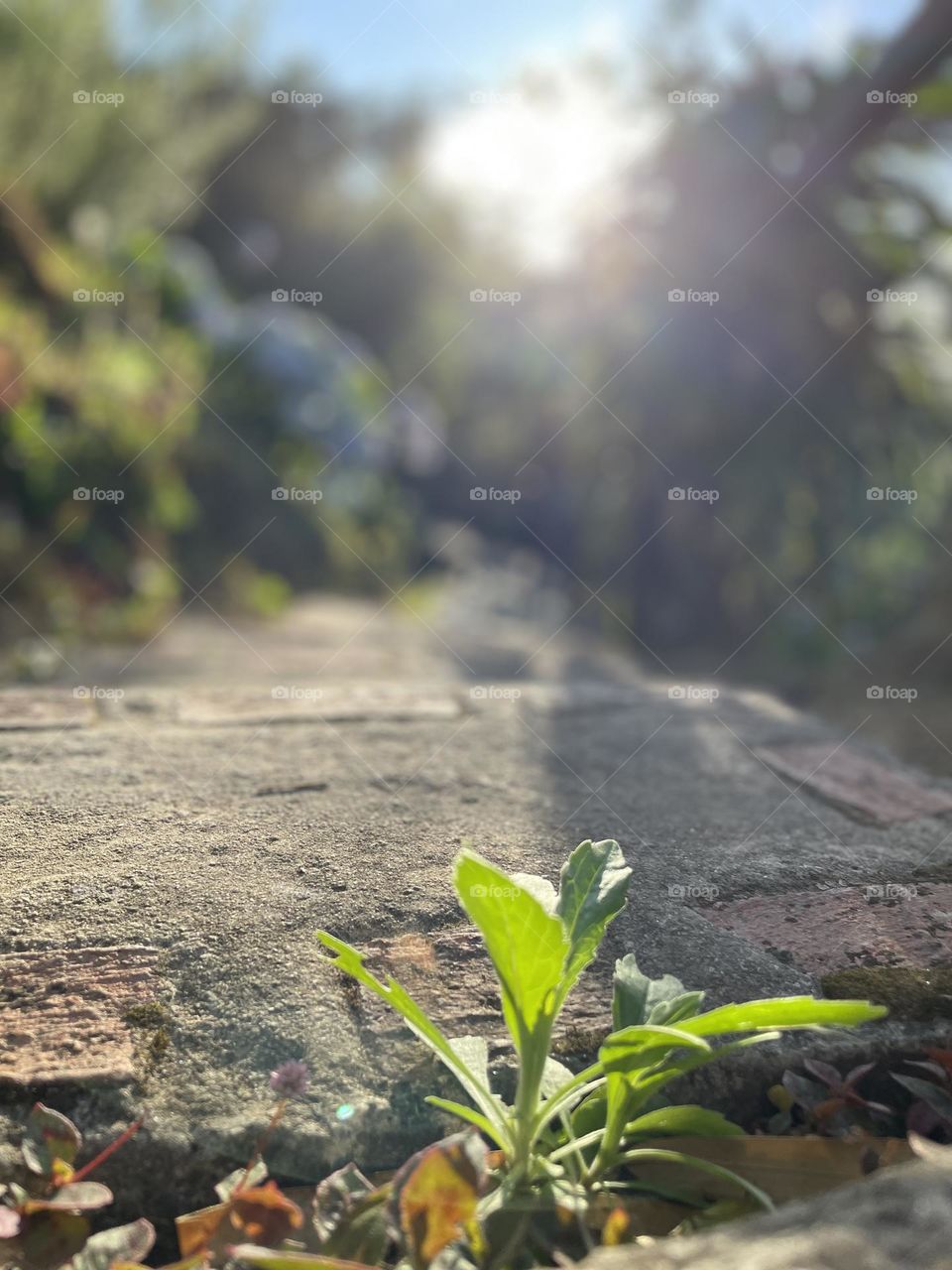 Renew. Nature. Plant growing. Sunlight 