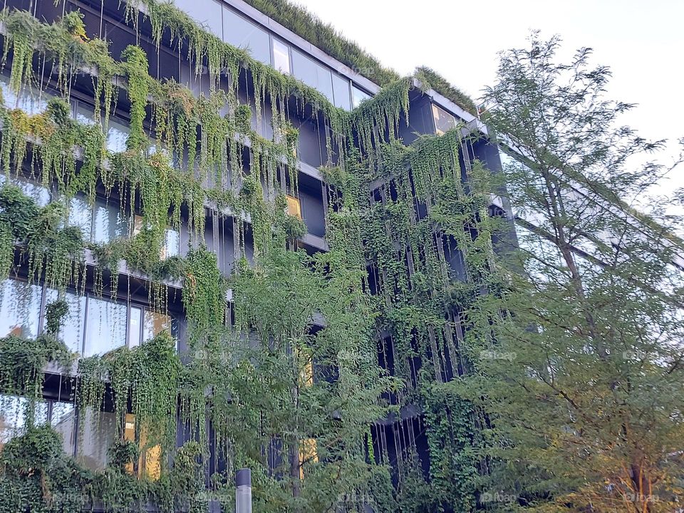 house facade with many plants