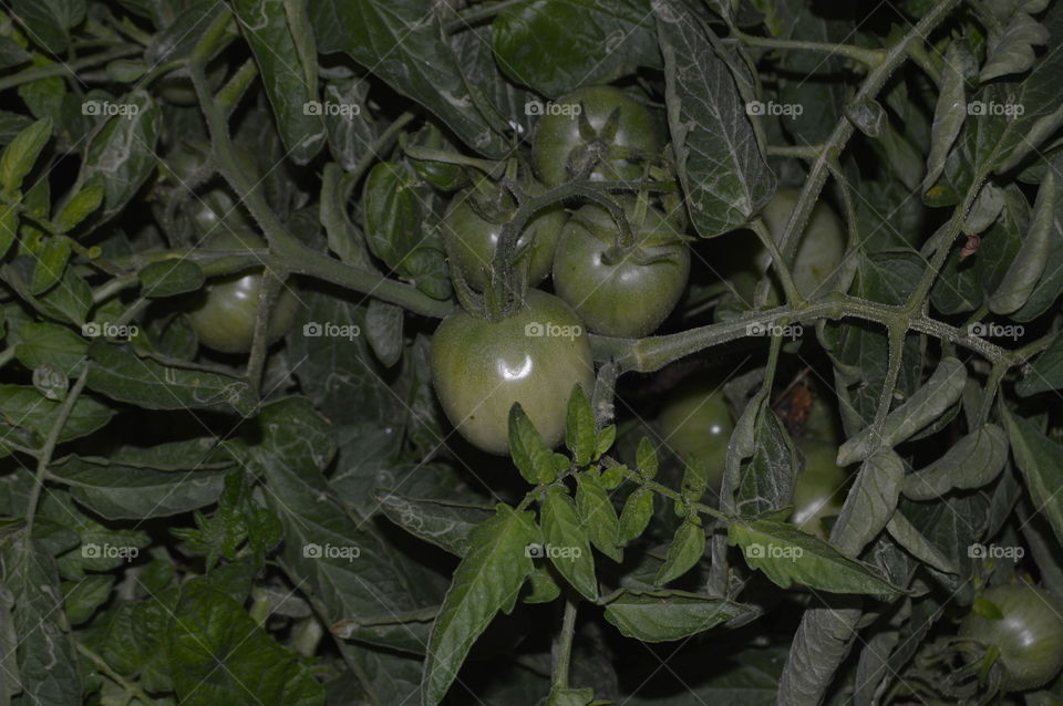 green Tomatoes