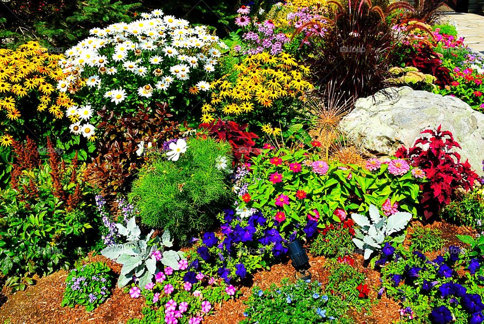 High angle view of multi coloured of flowers