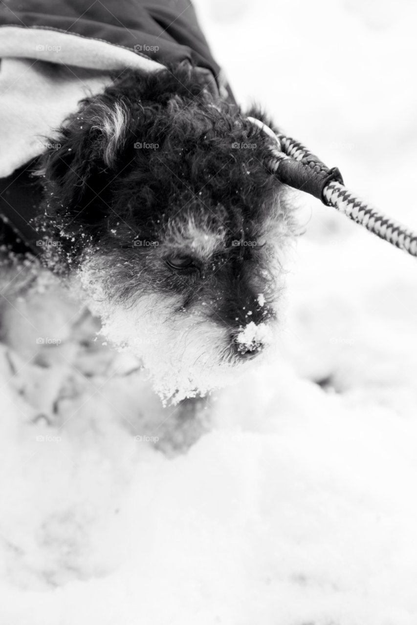 snow dog greyscale by ilsem16