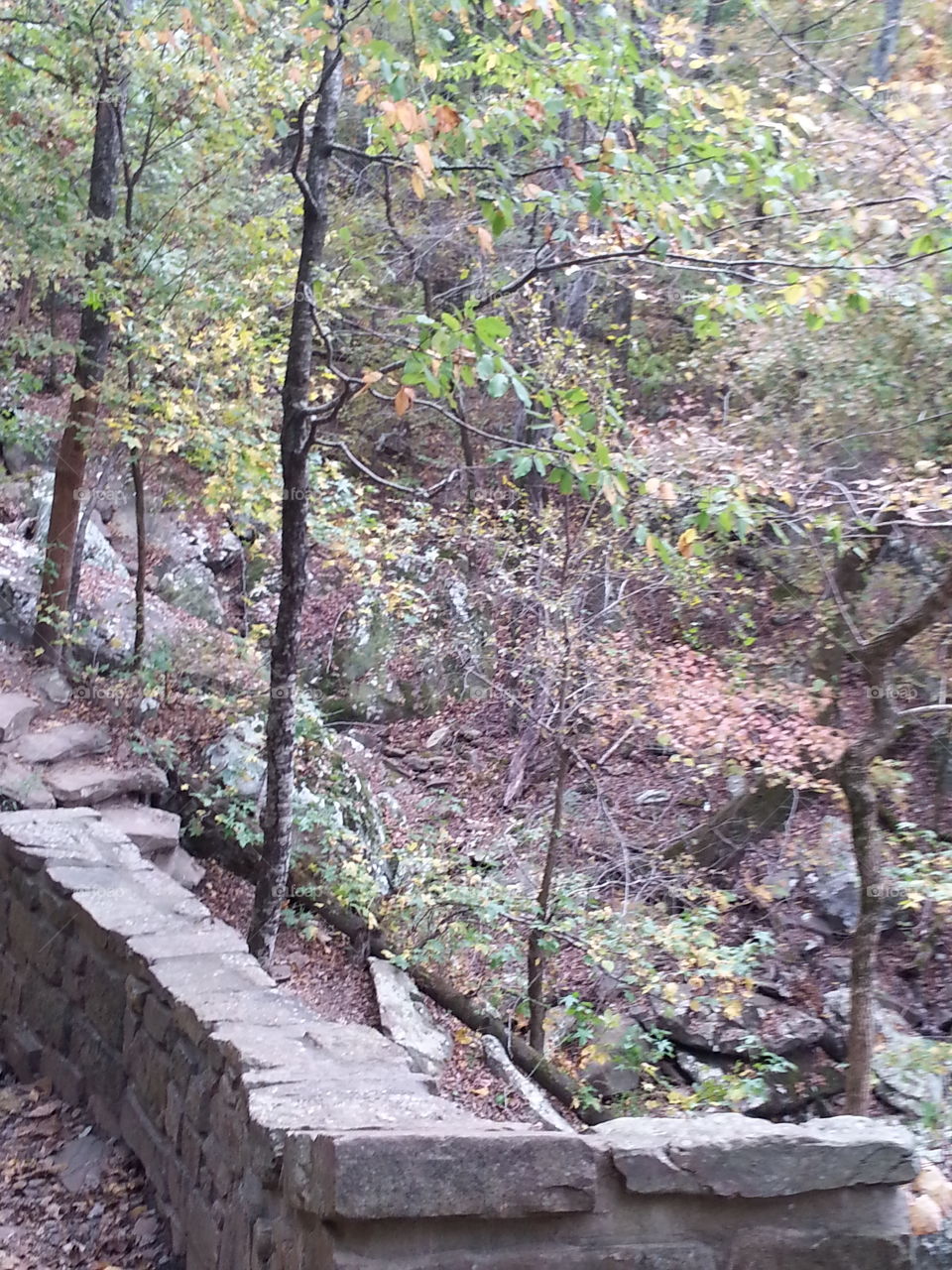 hiking trail through a forest.