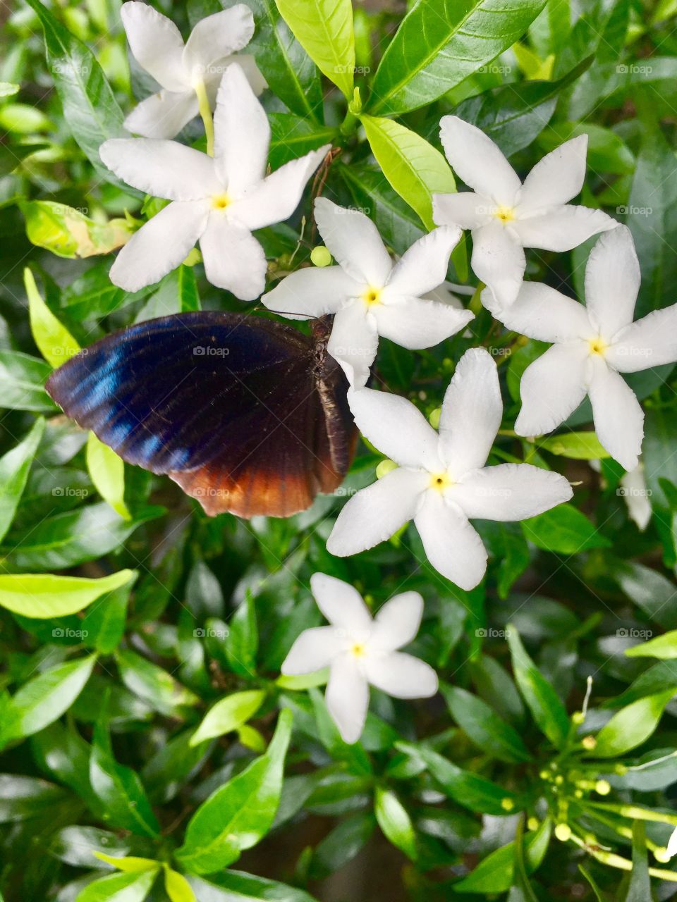 Butterfly can’t see their wings. They can’t see how truly beautiful they are, but everyone else can. People are like that as well.