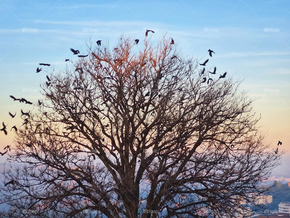 birds land on a majestic tree at sunset