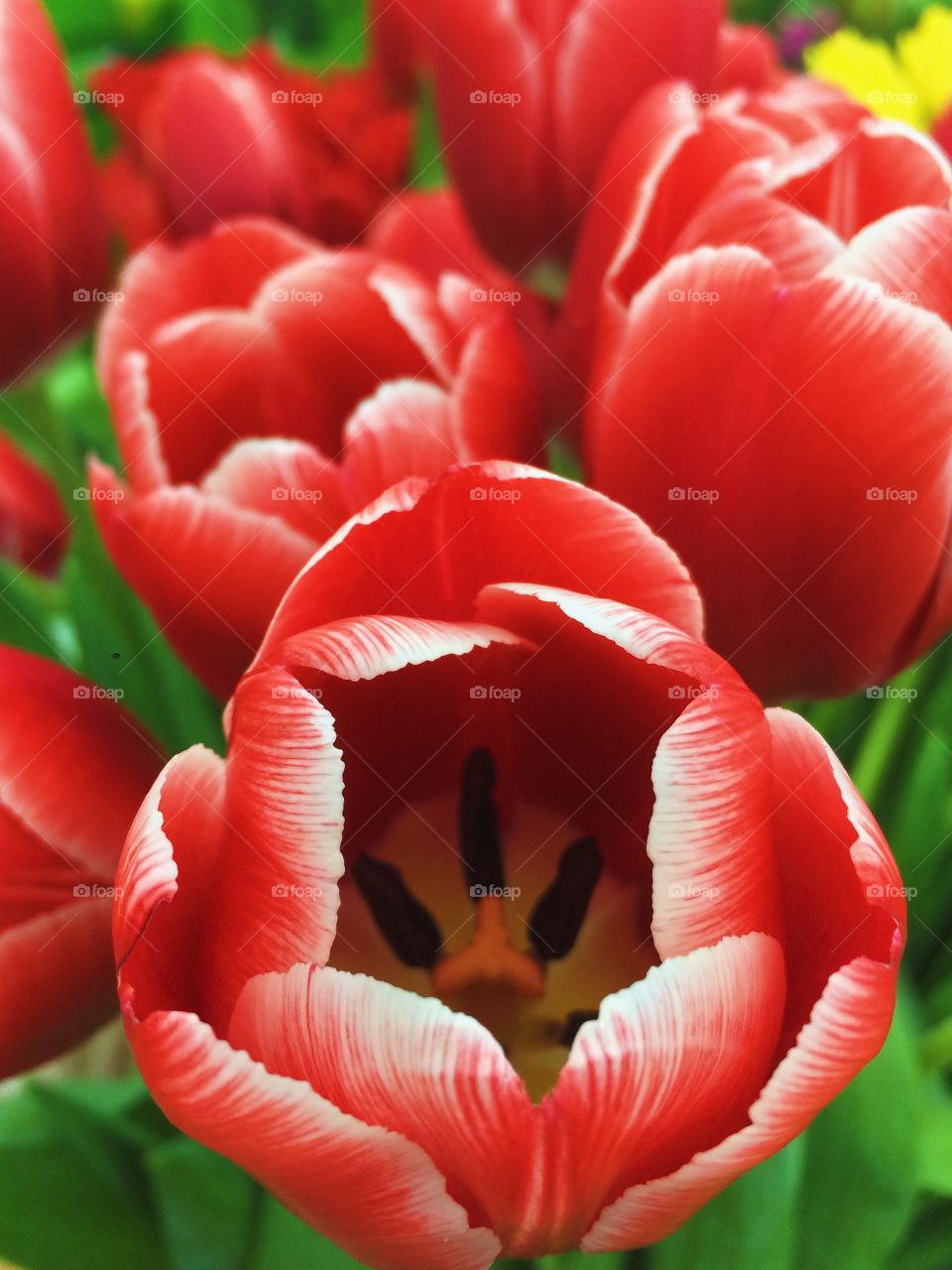 Close-up of red flowers