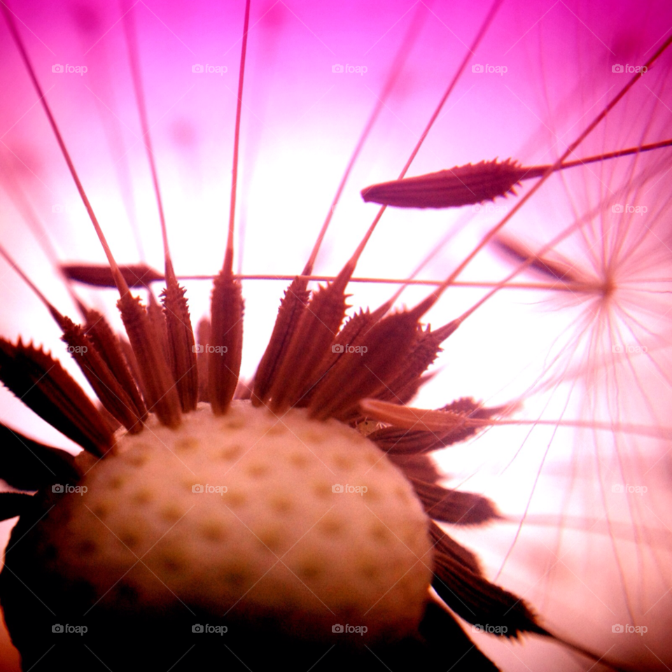 nature dandelion flower macro by Elina