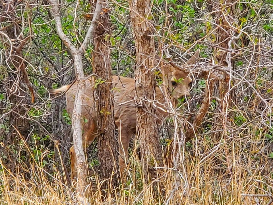 A mule deer hides from people in scrub brush and small trees