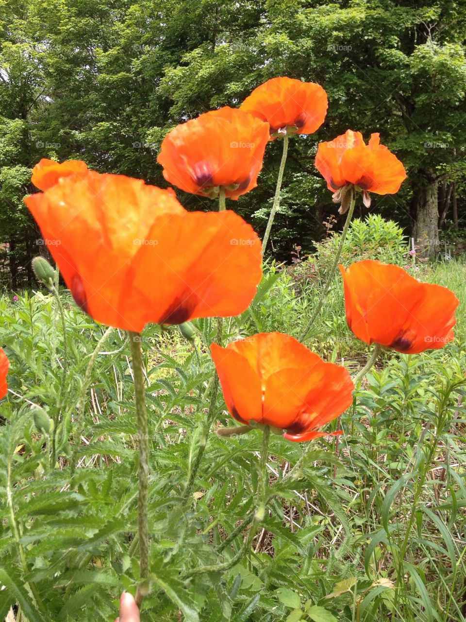 Oriental Poppies . Orange Petals summer Poppies