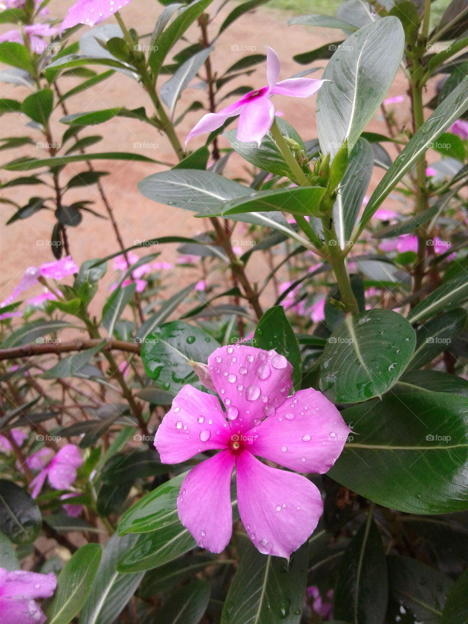 Periwinkle flowers, vinca rosea, catharanthus roseus, sadabahar. it's available 12th month in the year, also a ayurvedic medicine.