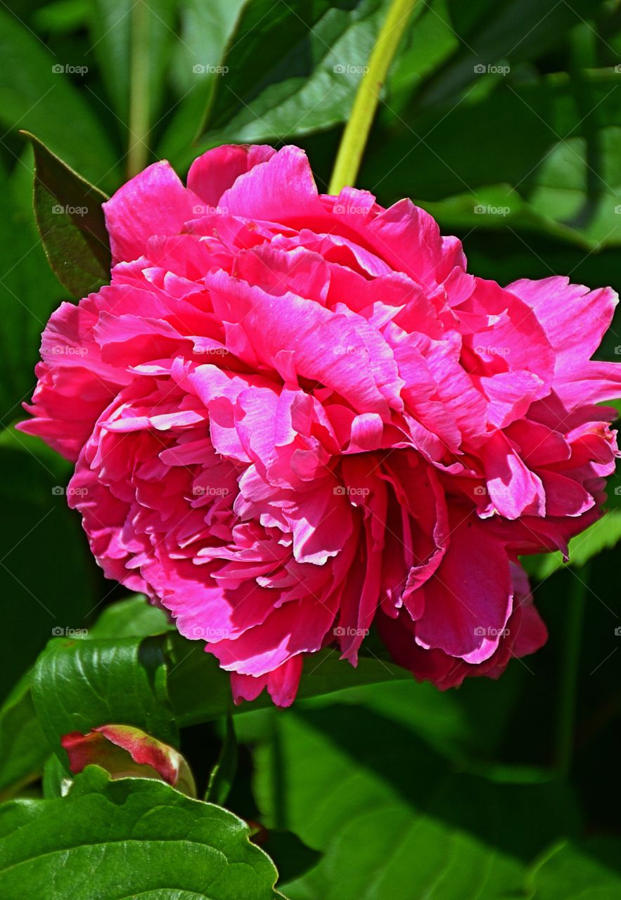 Beautiful red flower