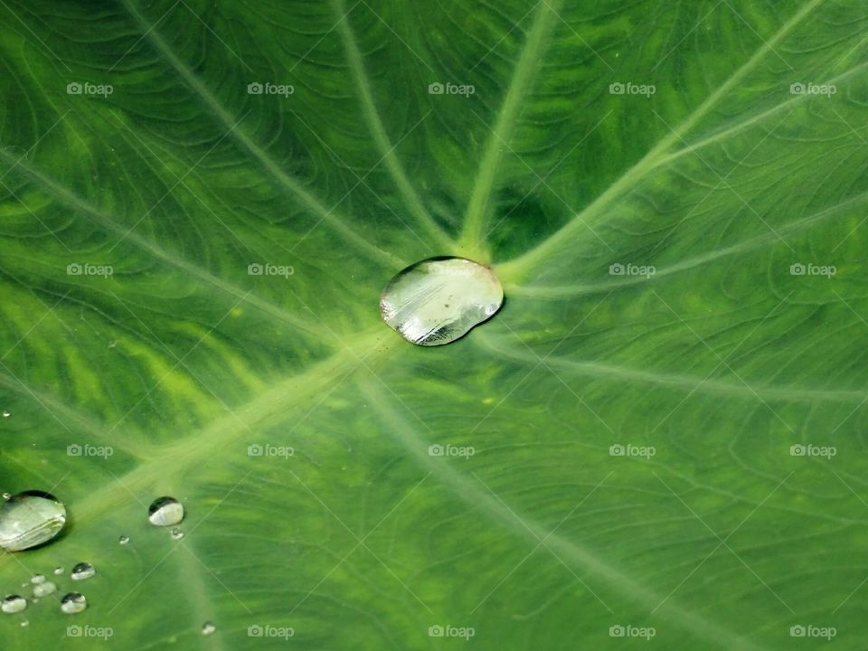 Colocasia