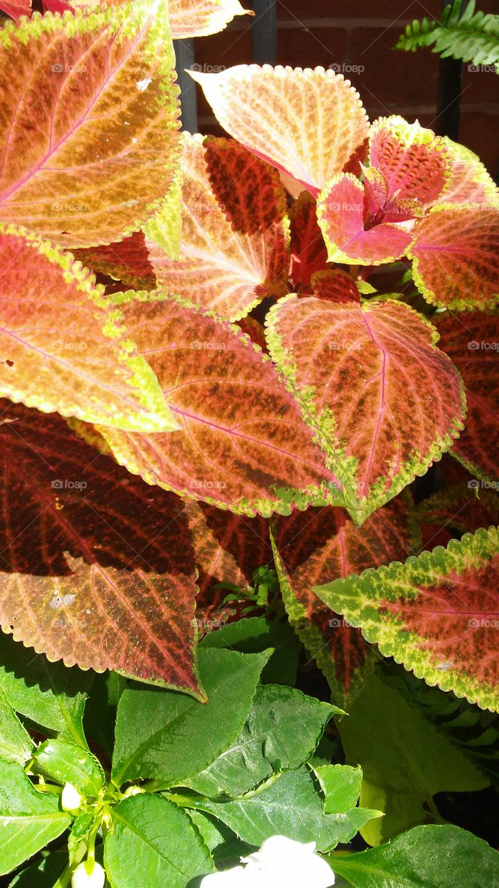 Leaf, Nature, Flora, Fall, No Person