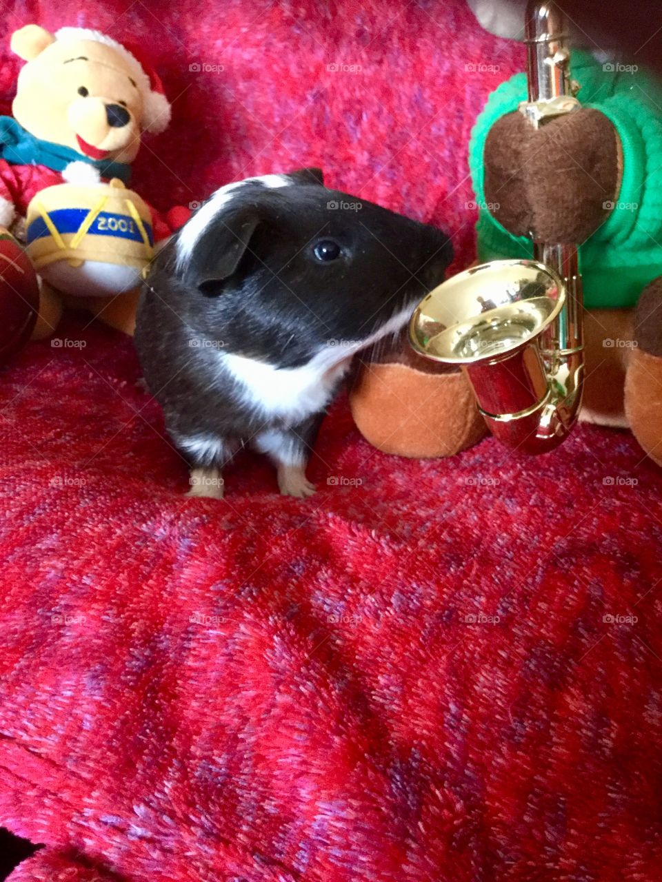 Playful and fun guinea piglet Timmy  