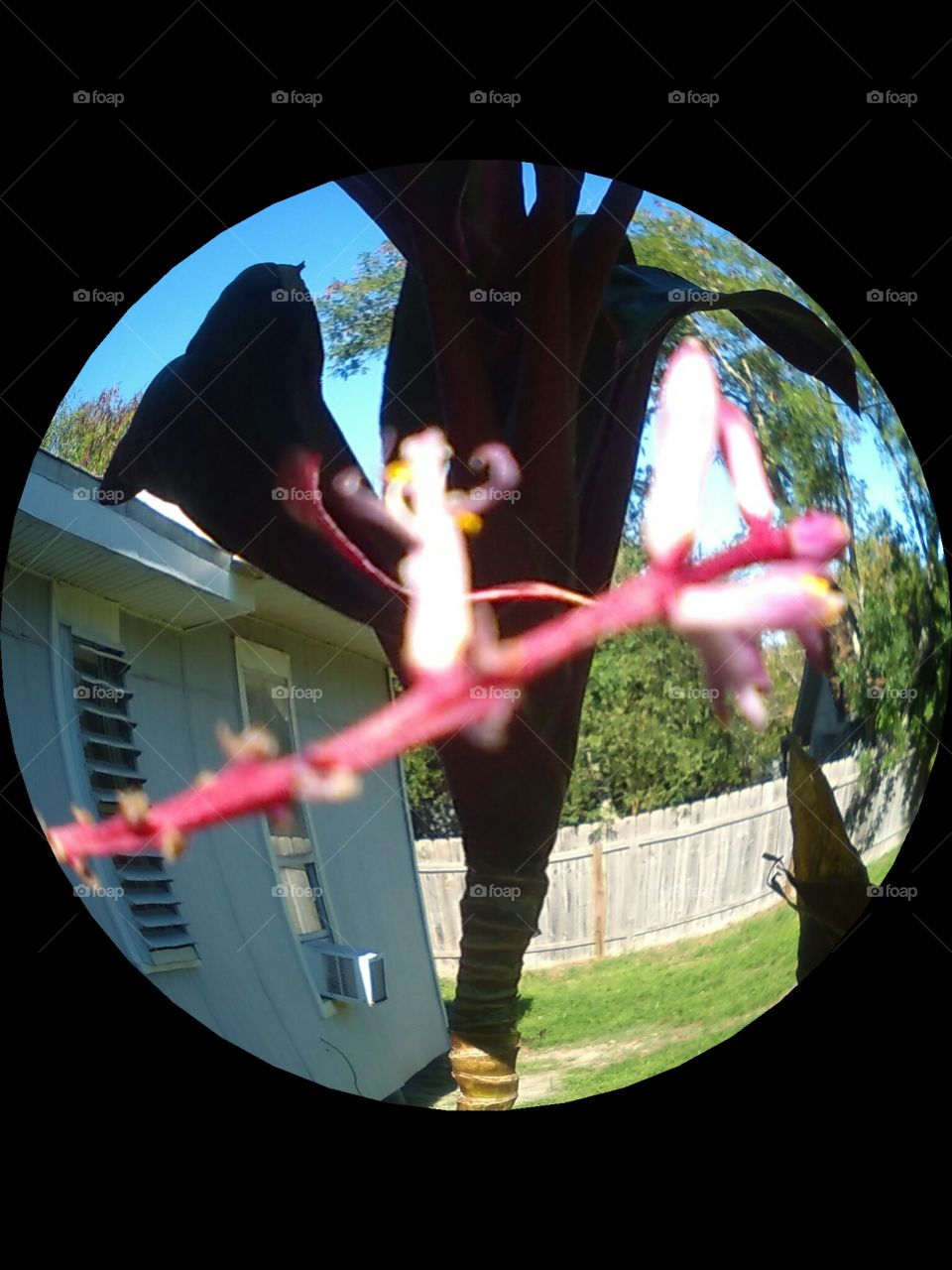 Tea Tree Bloom's Strand