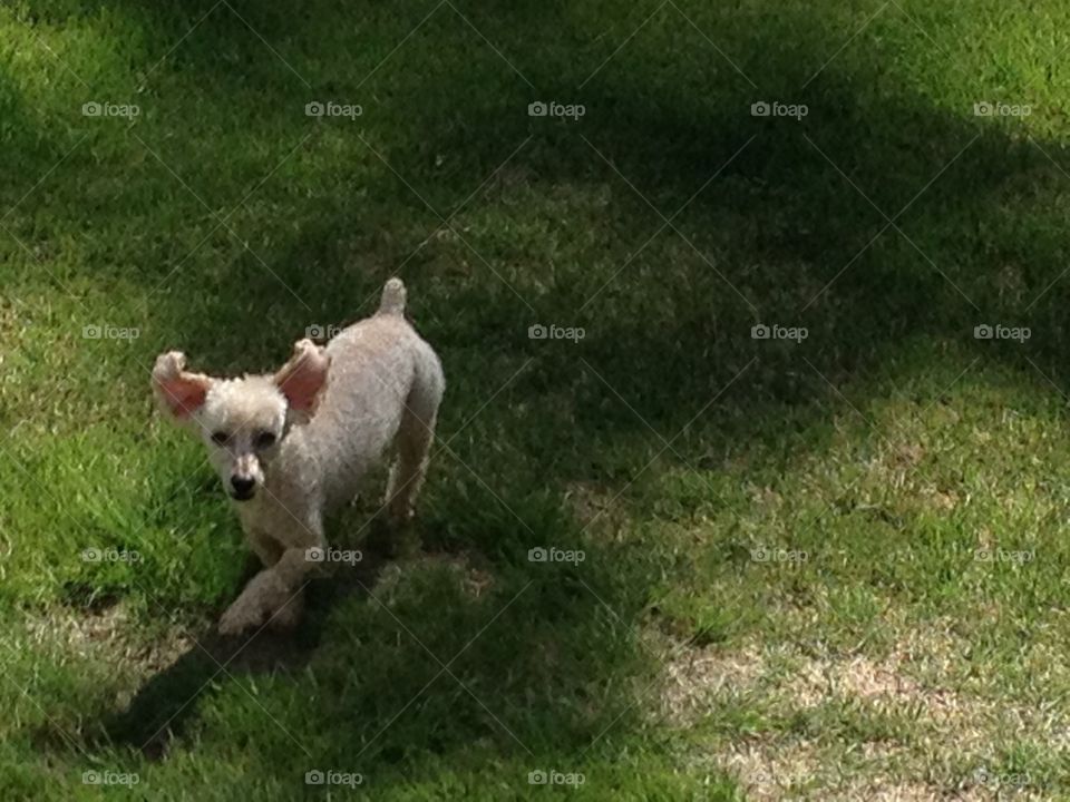 POODLE RUNNING Apricot