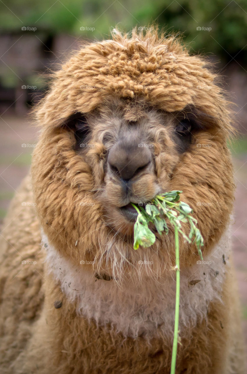 Peru funny alpaca