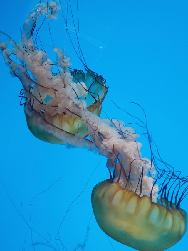 Jellyfish