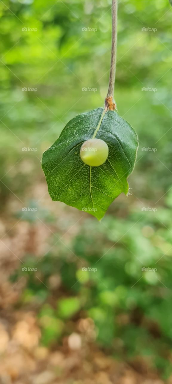 bizarre tree leaves