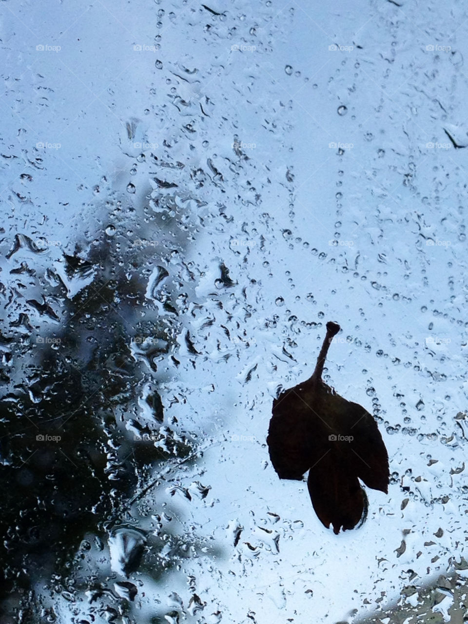 water leaf vatten web by cabday