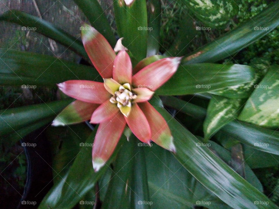 Flower, Flora, Leaf, Nature, Garden