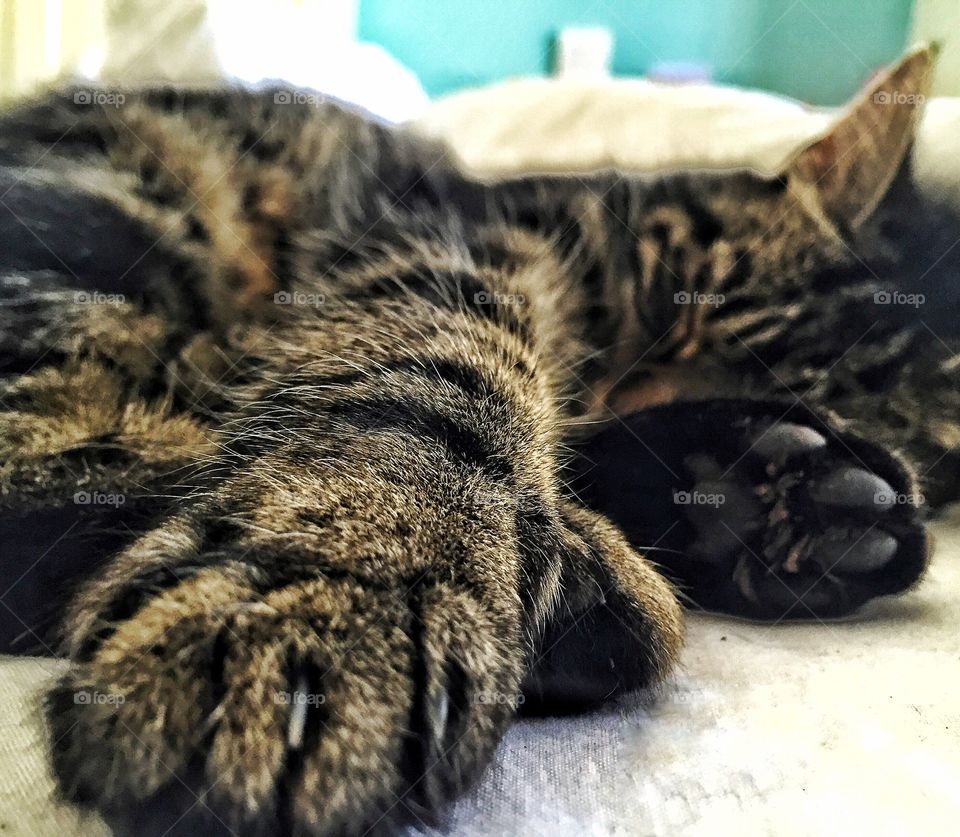 Close-up of sleeping tabby cat