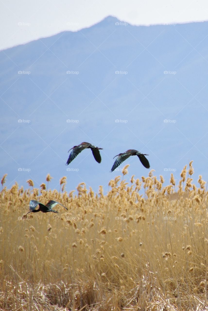 Close-up of birds flying