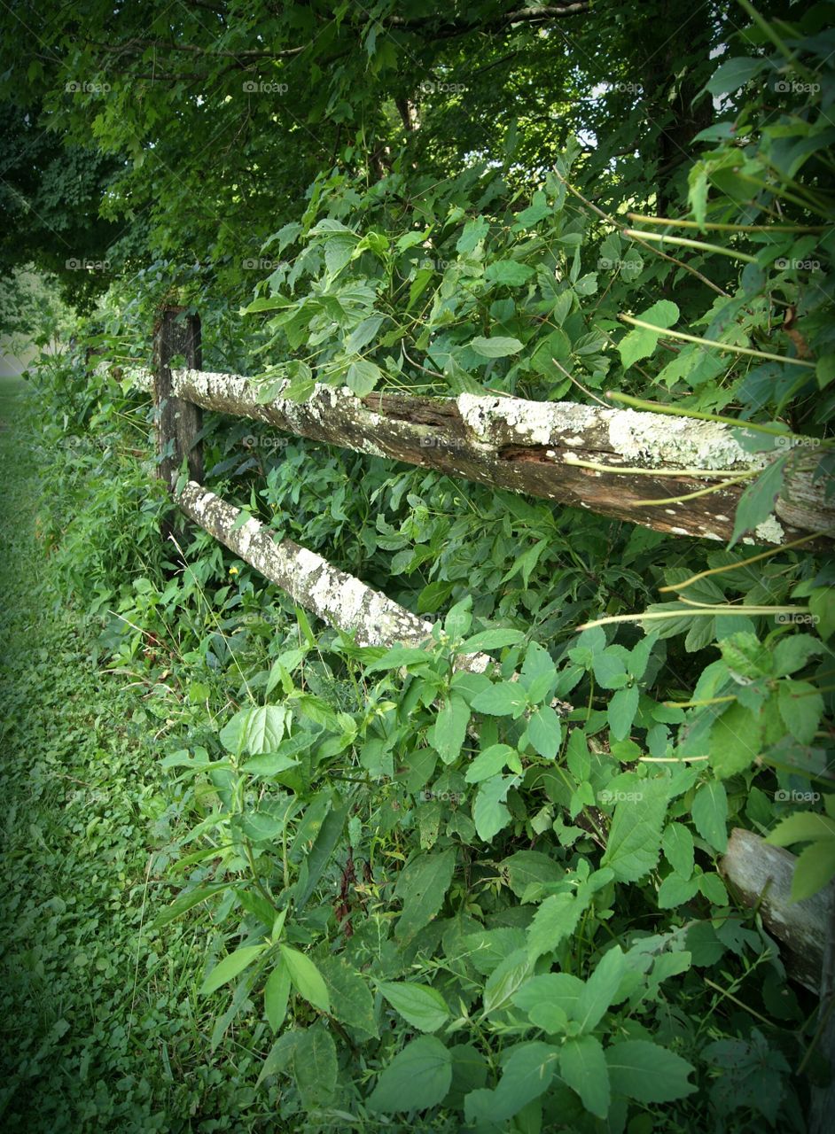 Weathered Fence